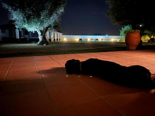 a person laying on the ground on a sidewalk at night at Casa das Oliveiras in Avis