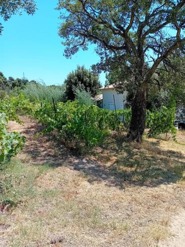 a tree and some bushes in a field at La maison sous les oliviers Casa d'Iloa in Porto-Vecchio
