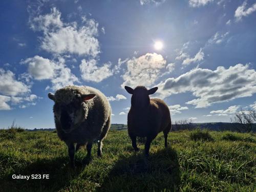 two sheep standing in a field with the sun in the sky at La Vieille Grange avec piscine et jardin in Prévinquières