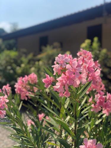 Κήπος έξω από το LA CASETTA Malpensa Guesthouse