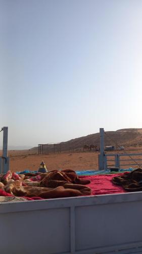 a group of horses laying on a bed in the desert at Sama Al Sharqiyah Camp in Al Wāşil