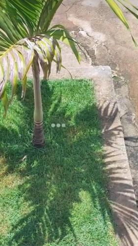 a palm tree standing in the grass next to a curb at Shamah Espaço in Catas Altas
