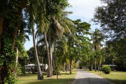 a road lined with palm trees in a park at Daintree Beach Resort in Wonga