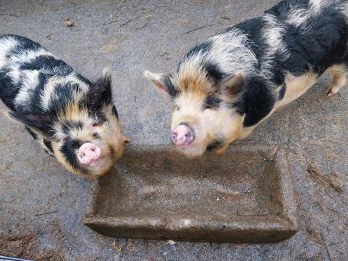 Animaux dans la tente de luxe ou à proximité