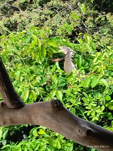 a piece of wood in front of a green bush at Sierra Tayrona hostel in El Zaino