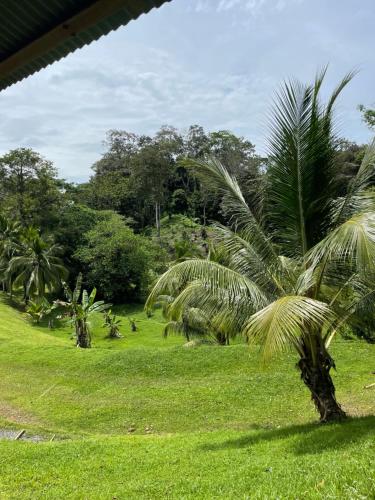 a group of palm trees in a field of grass at Hidden Gem of Bocas in Bocas del Toro