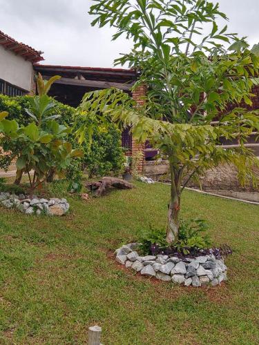 a tree in a garden with rocks around it at Sítio topo do Vale in Sabará