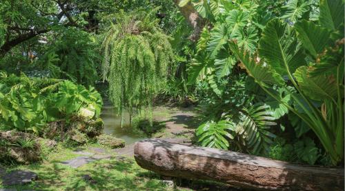 a lush green forest with a log in the middle at Natural Place in Ban Khan Ham