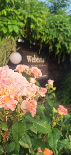 a group of pink roses in front of a sign at Weberhof-Münster Glamping in Münster