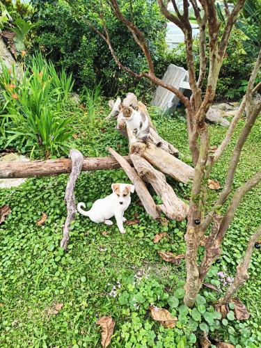 two dogs sitting on a log in the grass at Snail B&B in Pinghe
