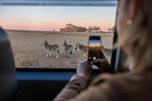 a woman taking a picture of a group of zebras at Monarto Safari Resort in Monarto