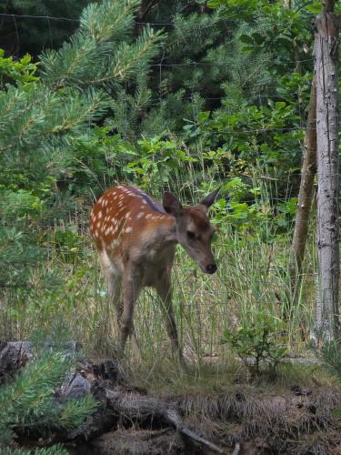 a baby giraffe standing in the grass at Nature rezidence private wellness in Zahorčice