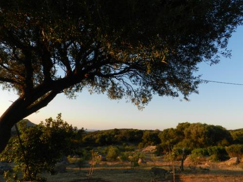 a tree with a view of a field and trees at Donnigheddu in Rudalza