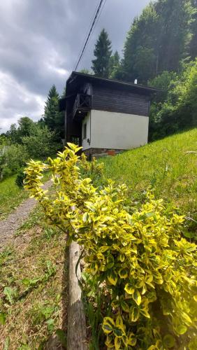 a bush with yellow flowers in front of a building at Під Боржавою in Pilipets