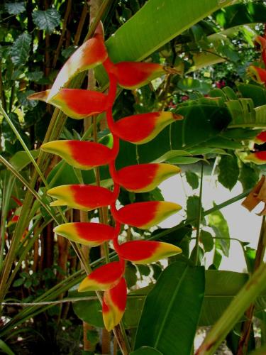 a group of red and yellow flowers on a tree at Finca Kobo in Palo Seco