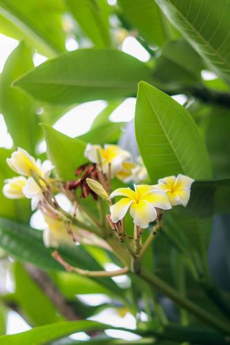 a bunch of yellow and white flowers on a tree at villa live okinawa in Uruma