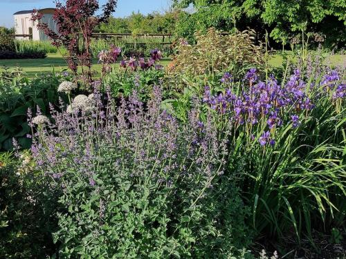 a garden with purple flowers in a yard at Doris in Wedmore
