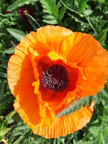 a close up of a yellow and red flower at Doris in Wedmore