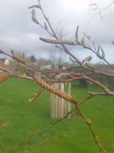 a bird perched on a branch of a tree at Doris in Wedmore