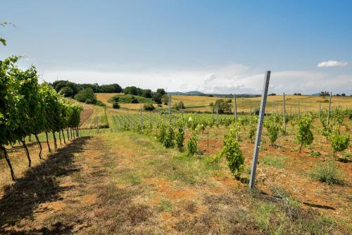 a field of vines with a fence and a pole at Terre Di Nacchia in Capodimonte