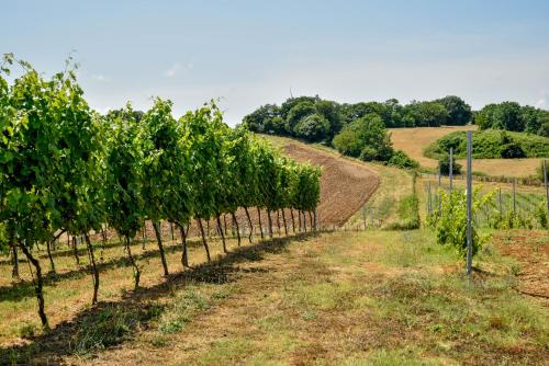 a row of grape vines in a field at Terre Di Nacchia in Capodimonte