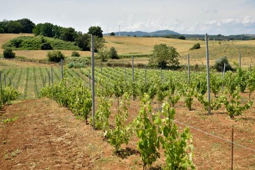 a row of plants in a field next to a fence at Terre Di Nacchia in Capodimonte
