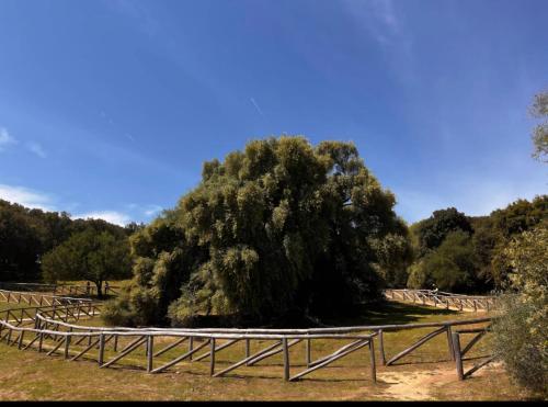 a large tree in a field next to a fence at Sas Ammentos in Luras