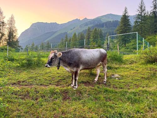 a cow standing in a field of grass at ZumHubertus in Bschlabs