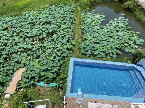 una vista sul tetto di una piscina d'acqua con piante di Yangshuo Durian Guesthouse 阳朔榴莲间民宿 a Yangshuo