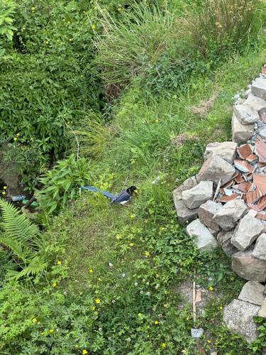 a bird sitting in the grass next to a stone wall at Tranquil trails home stay naddi in Dharamshala