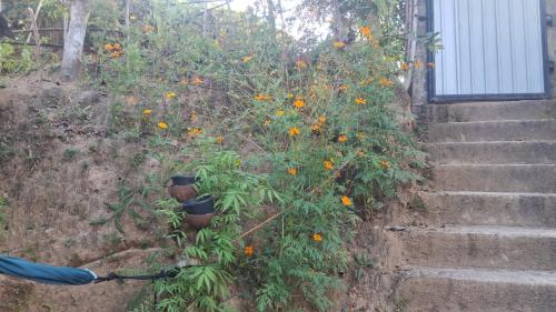 a plant with orange flowers next to a set of stairs at Shanti Guest House Ella in Ella