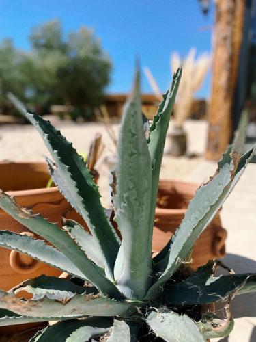 a green succulent plant sitting in a pot at Domaine FINCA LESSYA, Lodge insolite & SPA in Mauguio