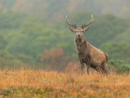 a red deer standing in a field of grass at 2 Bed in Edzell CA300 in Edzell