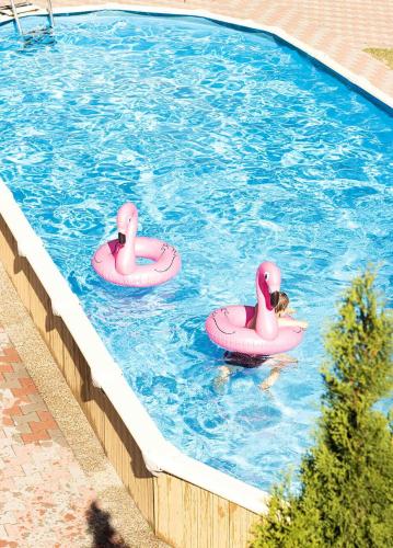two pink swans in a pool with a dog in it at Neptun Ośrodek Wypoczynkowy in Jantar