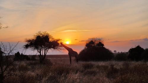 a giraffe standing in a field at sunset at Amanya Star Bed Amboseli in Amboseli