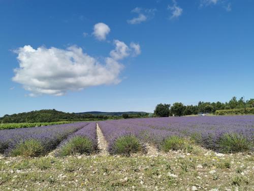 a field of lavender with a blue sky and clouds at Maison d'hôte - La Colline in Solérieux
