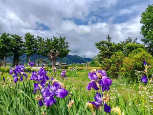 a field of purple flowers in a field at 祥和之家 Serenity Home in Omachi