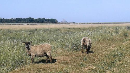 two sheep standing in a field of tall grass at Les Escales de Marion in Le Val-Saint-Père