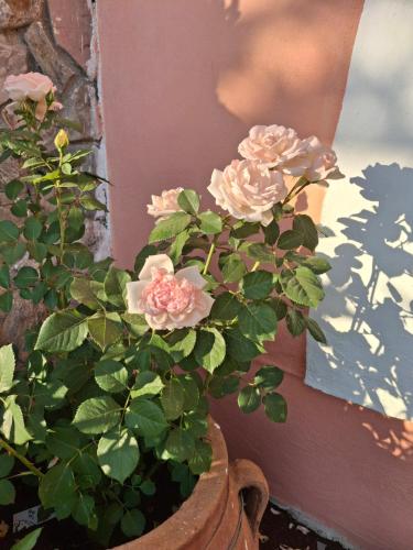 a plant in a vase next to a wall at Terra Solaris Guesthouse in Kissamos