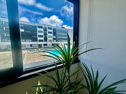 a potted plant sitting in front of a window at Azores Pico Salomão T3 - G in Ponta Delgada