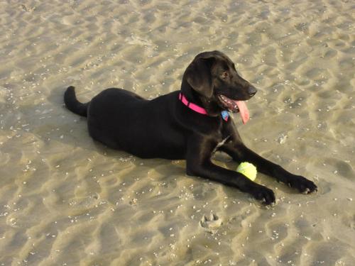 a black dog laying on the beach with a frisbee at Cozy Suite just Steps from Beach Club, Sandbar, Tennis, & Beaches in Fripp Island