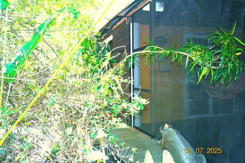 a cat standing on a porch of a house at Jungle Like Oasis in San Ignacio - Secluded Cabaa Retreat Close To Mayan Ruins in San Ignacio