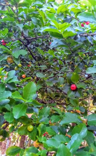 a bush with green leaves and red berries on it at Chalé na Praia da Tiririca in Itacaré