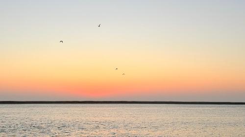 a group of birds flying over a body of water at Cosy Apartment Near Beach & Airport in Tangier