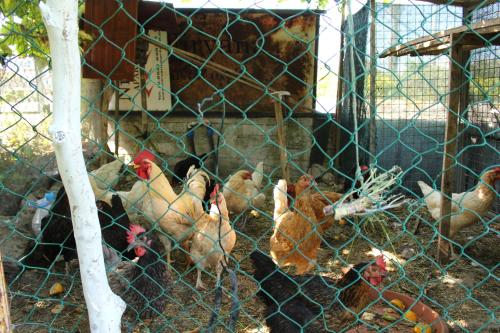 Άλλα ζώα σε αυτό το ξενοδοχείο διαμερισμάτων ή στη γύρω περιοχή