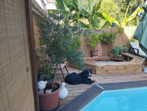 a black dog laying on a deck next to a pool at Ô fil de L'ô in Clairac