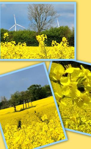 two pictures of a yellow field with wind turbines at Fischerstern in Maasholm