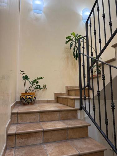 a set of stairs with a pot of plants at Cadorna36 in Locri