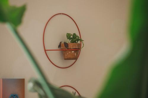 a plant in a mirror hanging on a wall at 4 Balconi rooms-Boutique B&B in Lecce