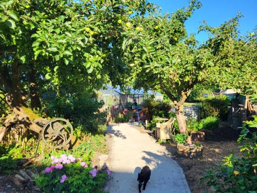 a black cat walking down a path in a garden at Appartement 1 met uitzicht op de waterkant van Op de Roemte in Baflo